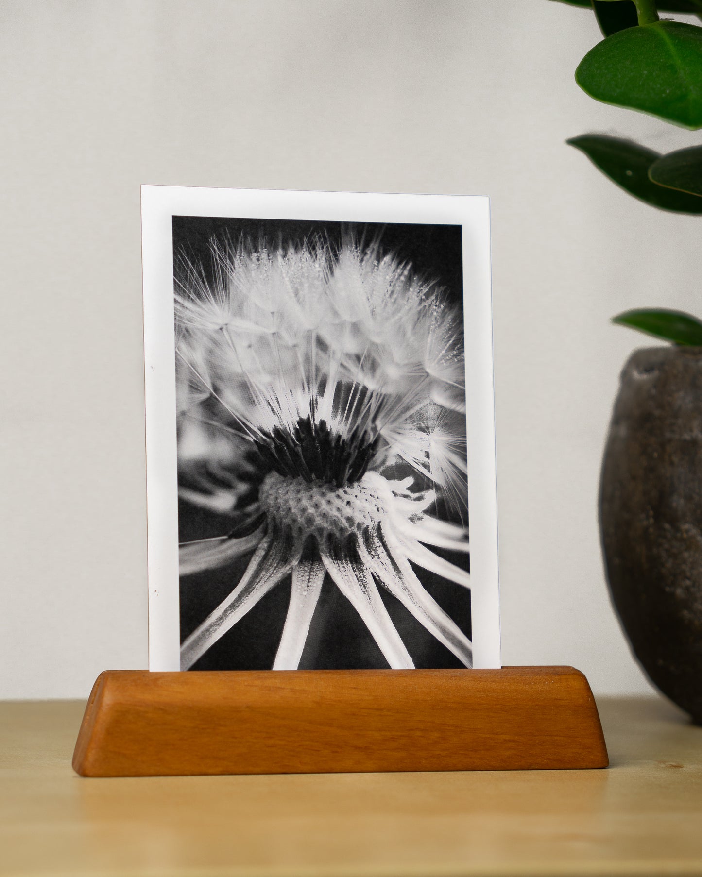 Postkarte: Pusteblume - Mein Shop -