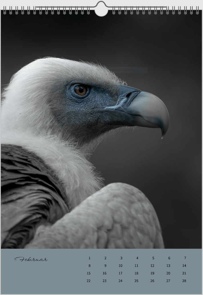 Fotokalender "Wildlfe" Alljahr - Mein Shop -