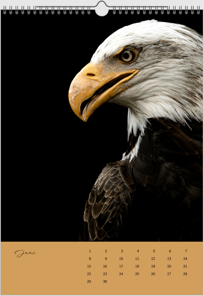 Fotokalender "Wildlfe" Alljahr - Mein Shop -