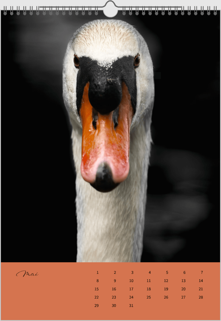 Fotokalender "Wildlfe" Alljahr - Mein Shop -
