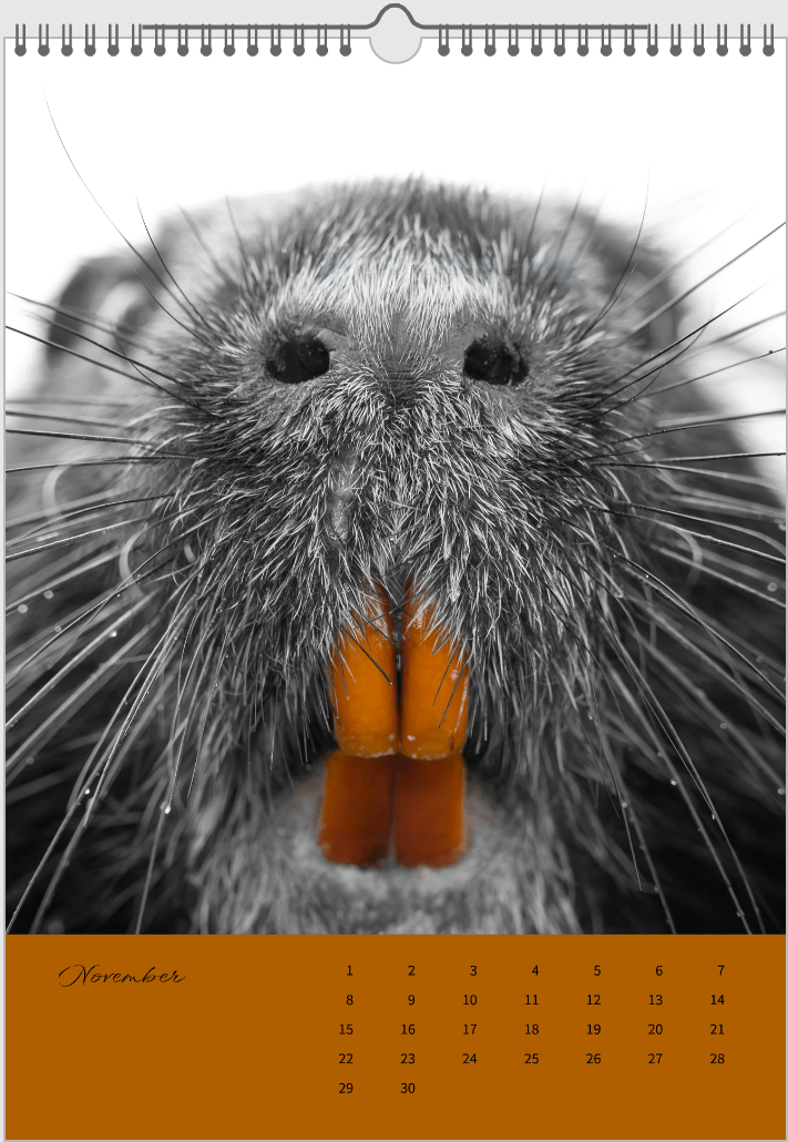 Fotokalender "Wildlfe" Alljahr - Mein Shop -