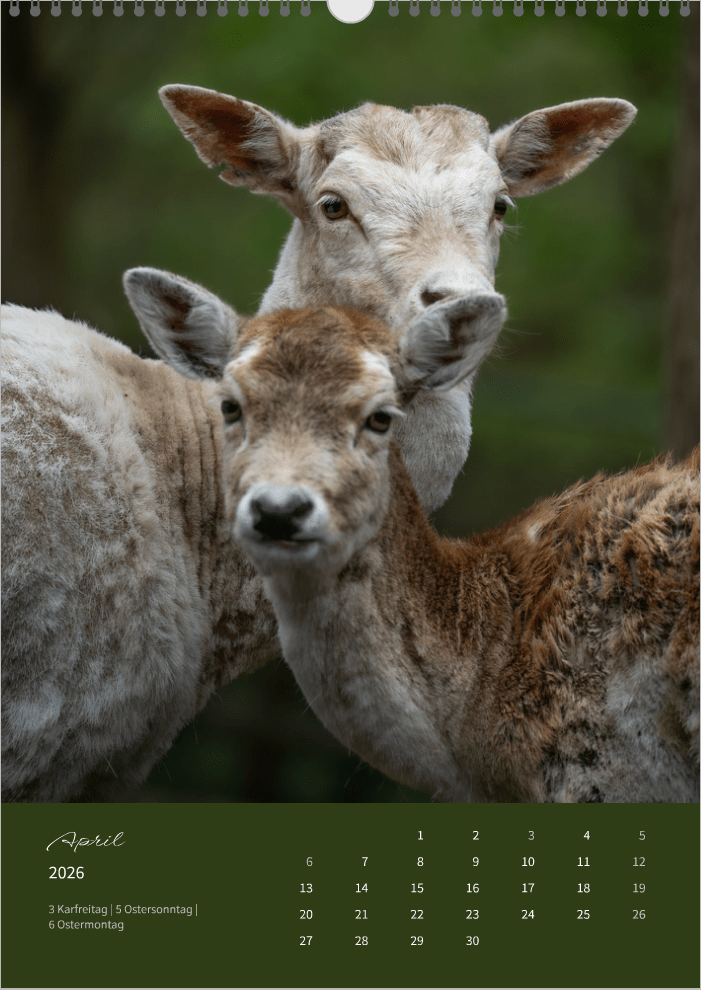 Fotokalender "Wildlife" 2026 - Mein Shop -