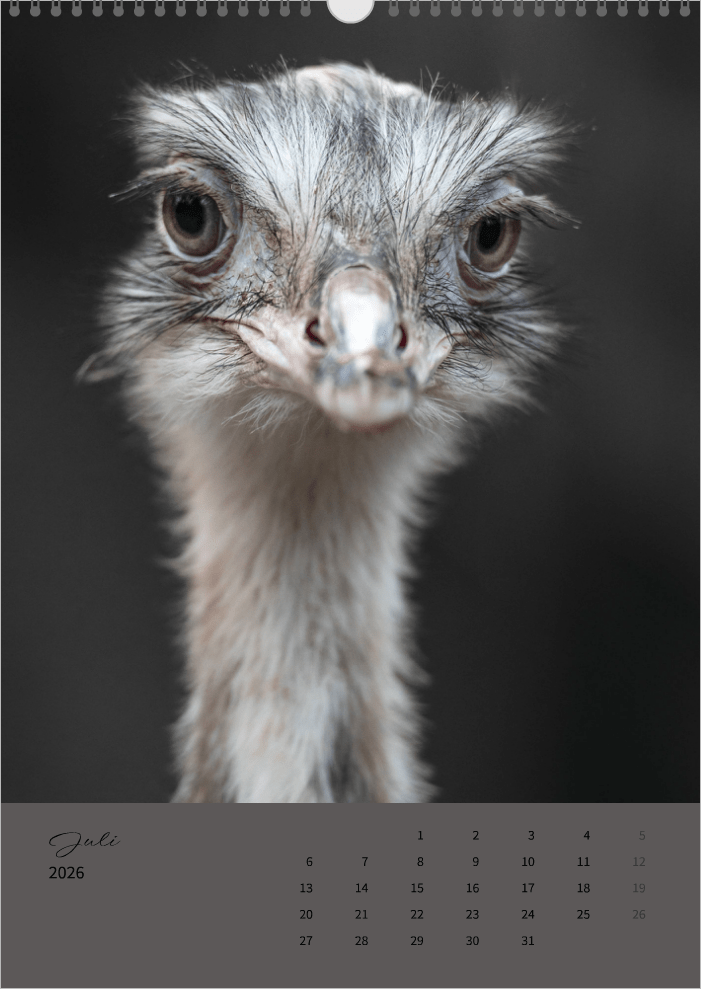 Fotokalender "Wildlife" 2026 - Mein Shop -