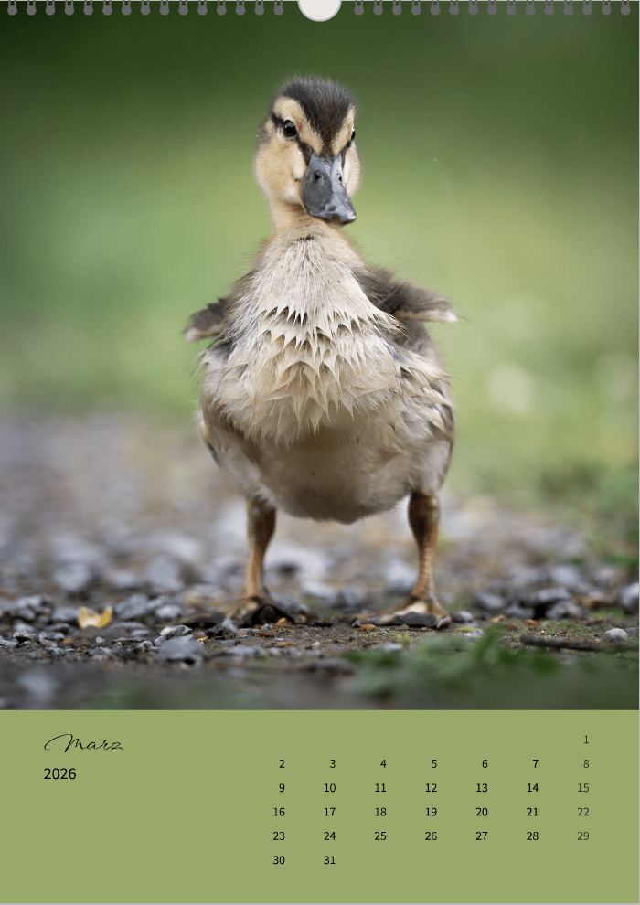 Fotokalender "Wildlife" 2026 - Mein Shop -