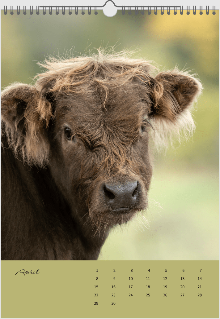 Fotokalender "Wildlfe" Alljahr - Mein Shop - 