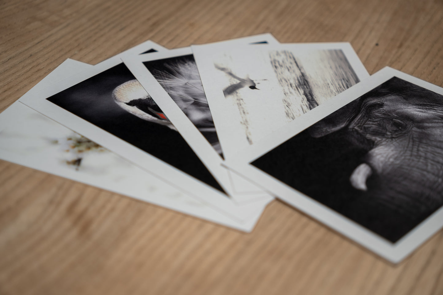 Postkarten Surprise - Box - Mein Shop - 