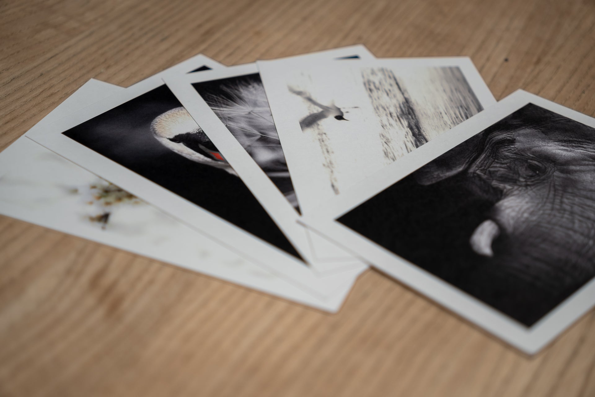 Postkarten Surprise - Box - Mein Shop - 