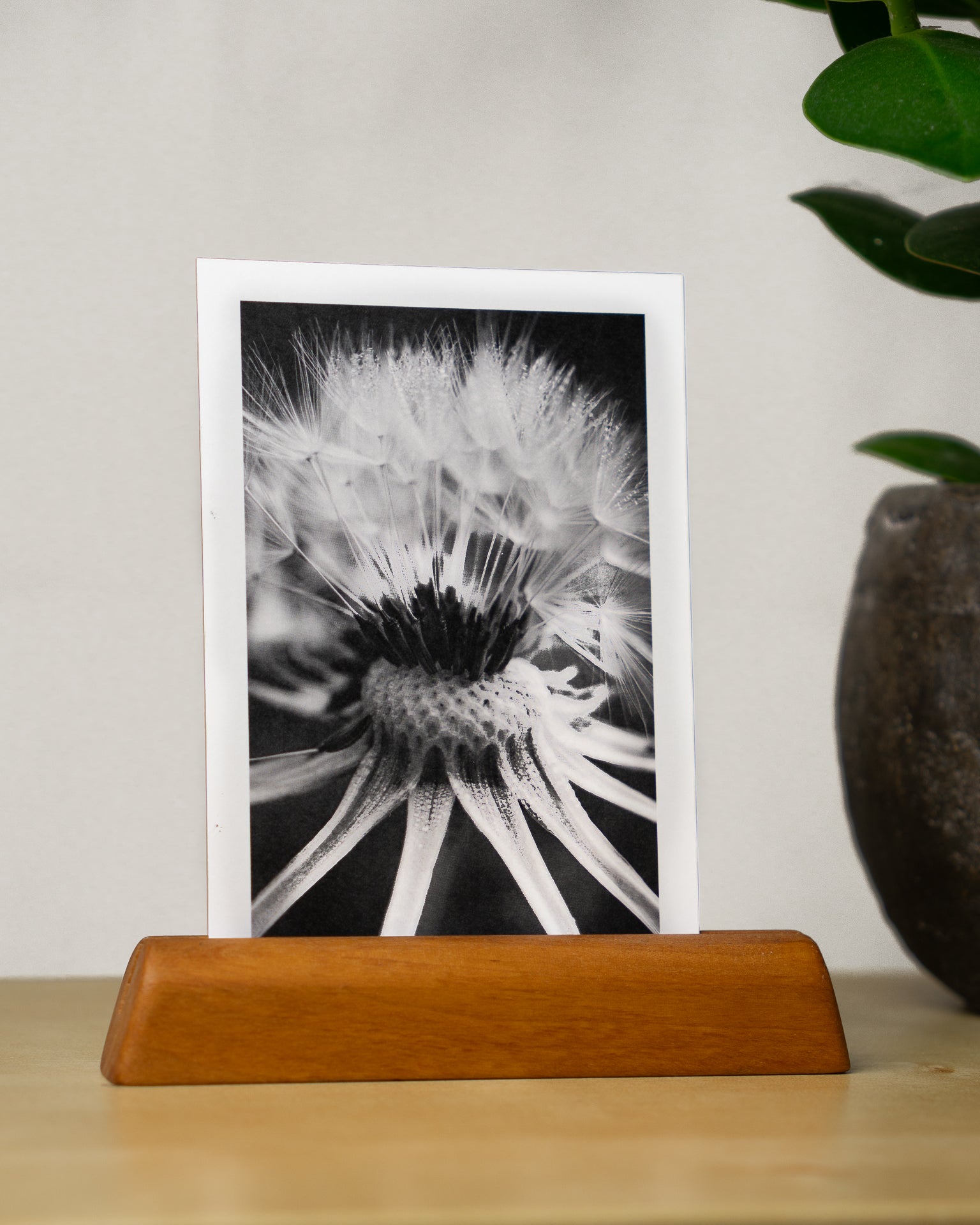 Postkarte: Pusteblume - Mein Shop - 