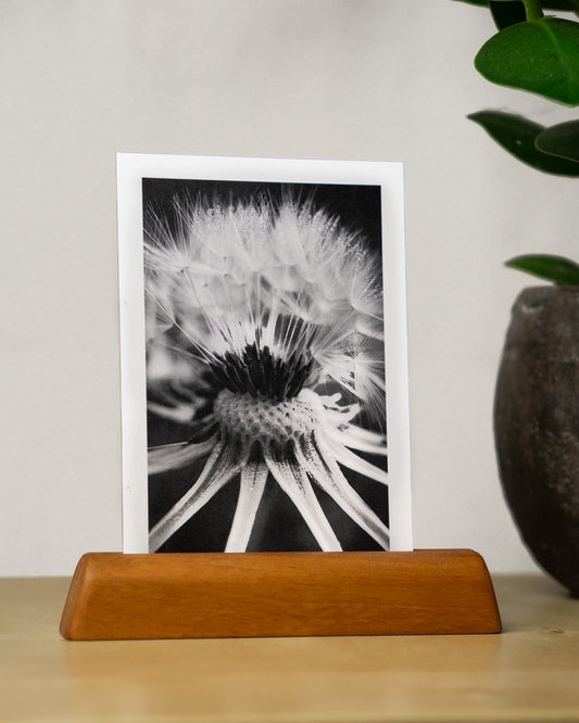 Postkarte: Pusteblume - Mein Shop - 