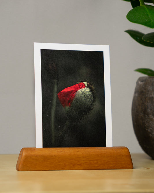 Postkarte: Mohn - Mein Shop - 