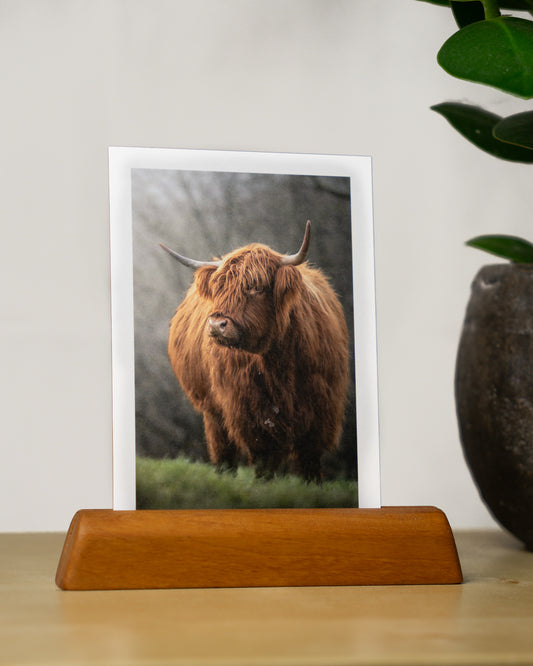 Postkarte: Hochlandrind "Gwen" - Mein Shop - 