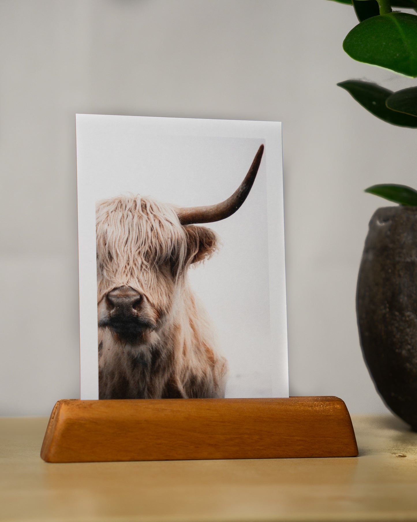 Postkarte: Hochlandrind "Molly" - Mein Shop - 