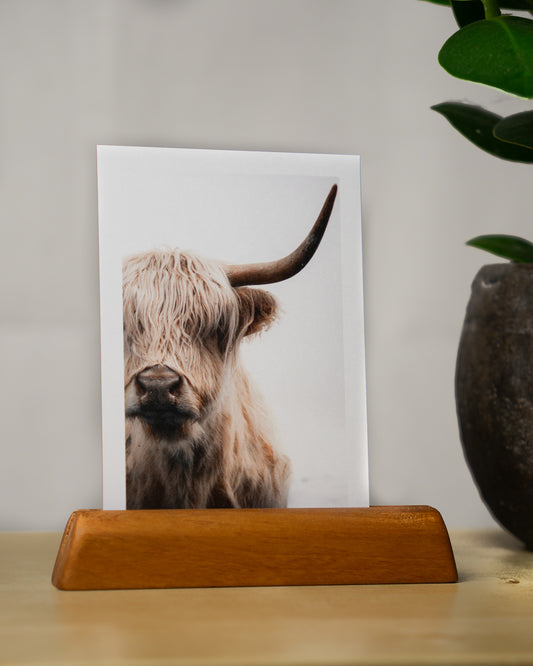 Postkarte: Hochlandrind "Molly" - Mein Shop - 