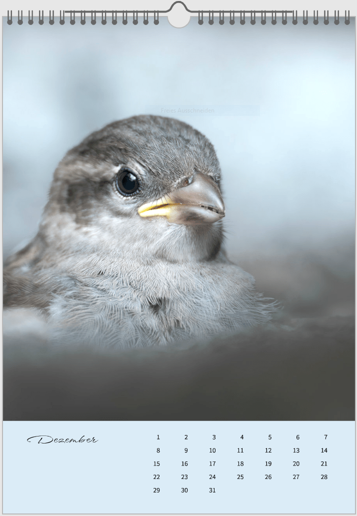 Fotokalender "Wildlfe" Alljahr - Mein Shop - 