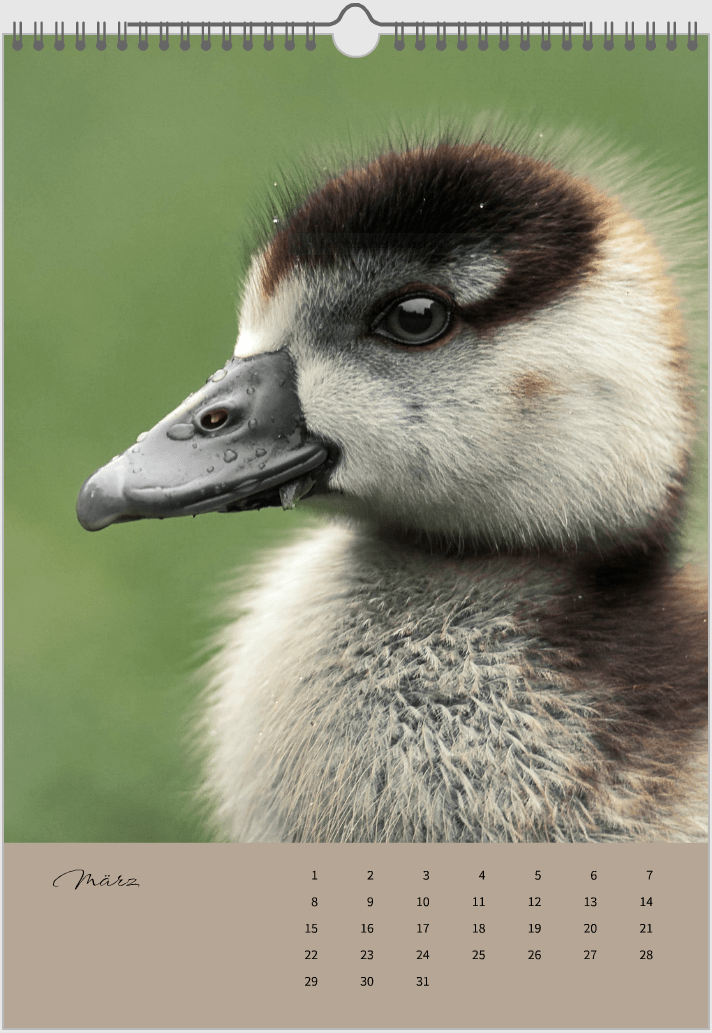 Fotokalender "Wildlfe" Alljahr - Mein Shop - 