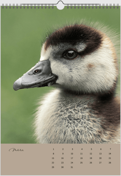 Fotokalender "Wildlfe" Alljahr - Mein Shop - 