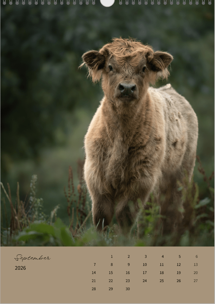 Fotokalender "Wildlife" 2026 - Mein Shop - 