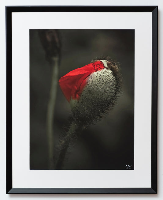 gerahmter FineArt Print "Of purpose and color" - Mein Shop - 