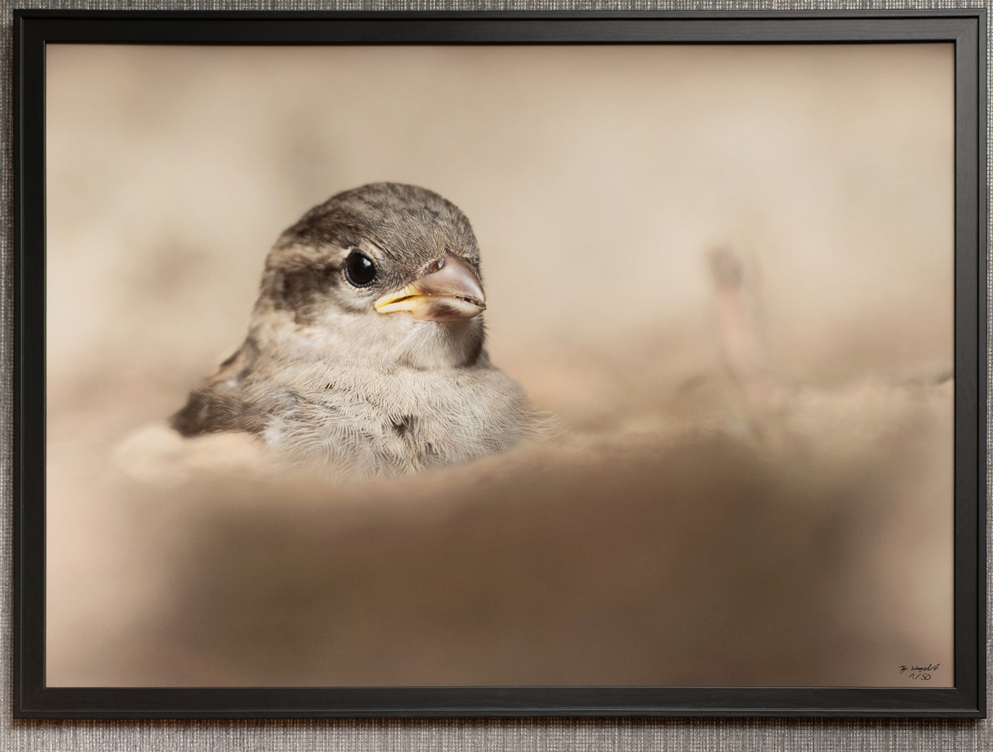 gerahmter FineArt Print "Peek a boo" - Mein Shop - 