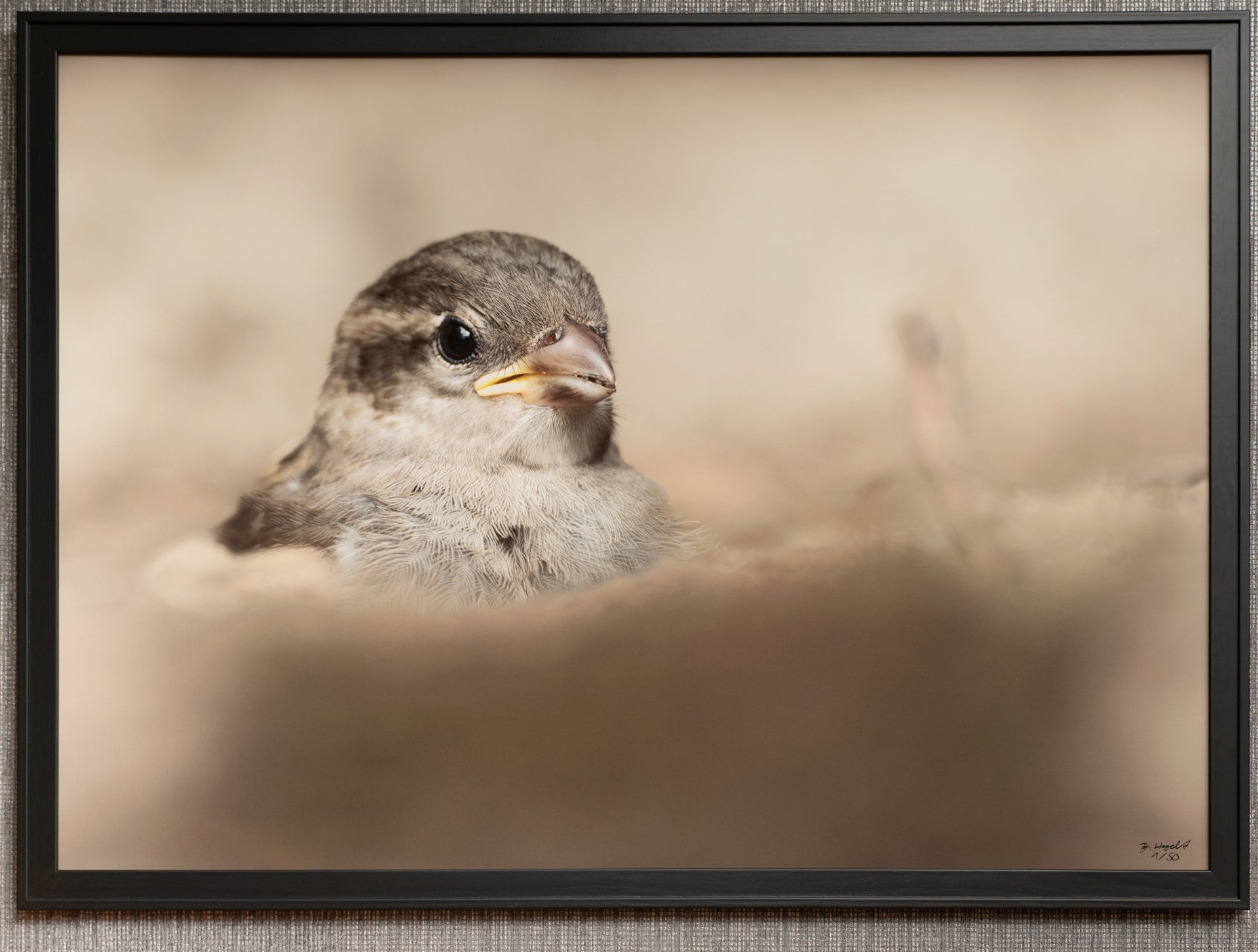 gerahmter FineArt Print "Peek a boo" - Mein Shop - 